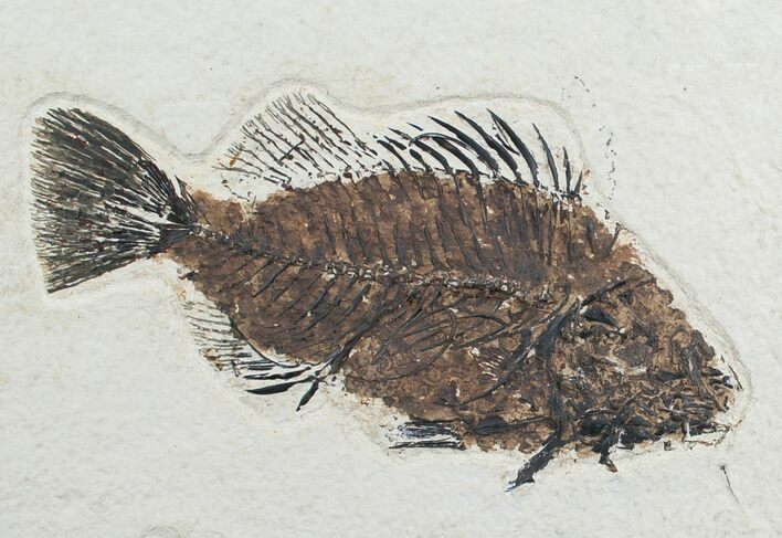 Priscacara Fossil Fish On Large Plate #7514